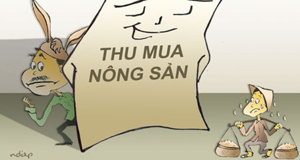 Vì sao cánh thương lái “ăn dày” được trên lưng những người nông dân khốn khó?